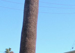 912 E. La Palma Dr.